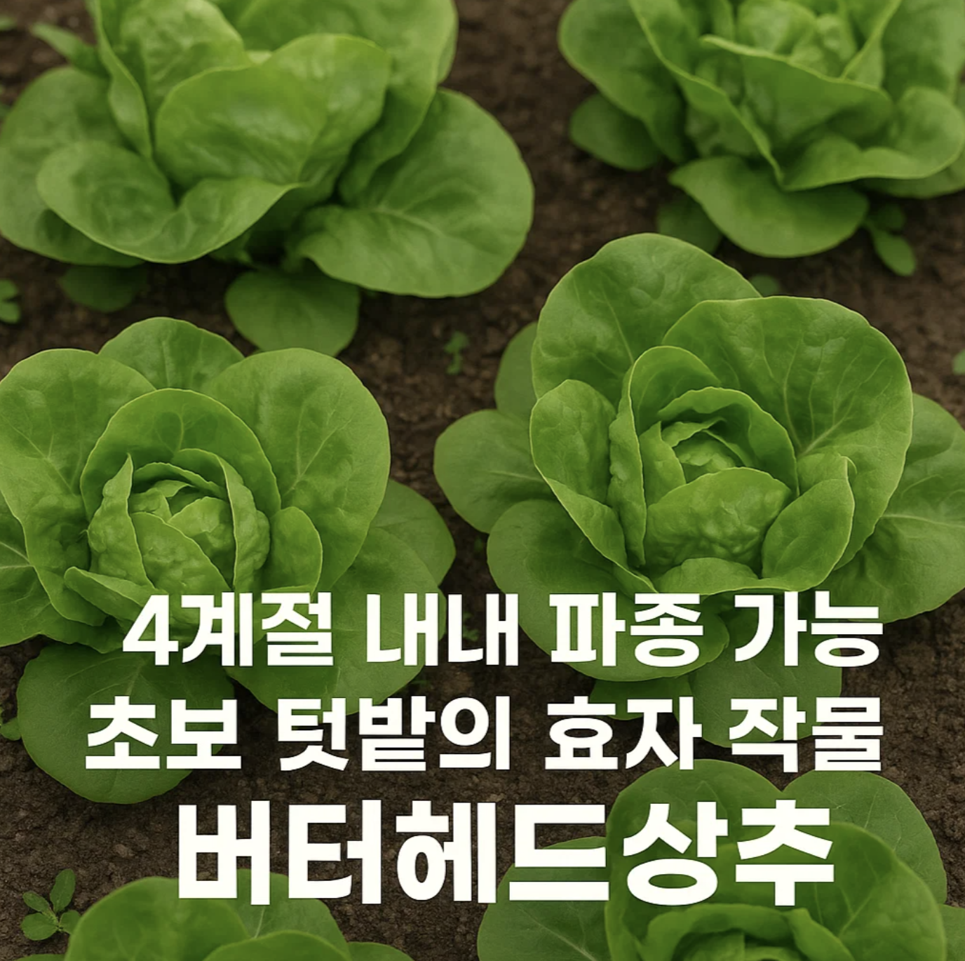 4계절 내내 파종 가능, 초보 텃밭의 효자 작물 버터헤드상추