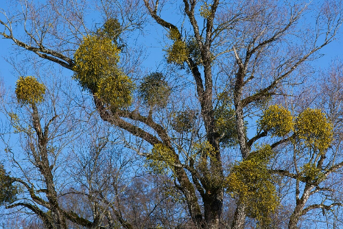 기생 식물과 미생물 네트워크