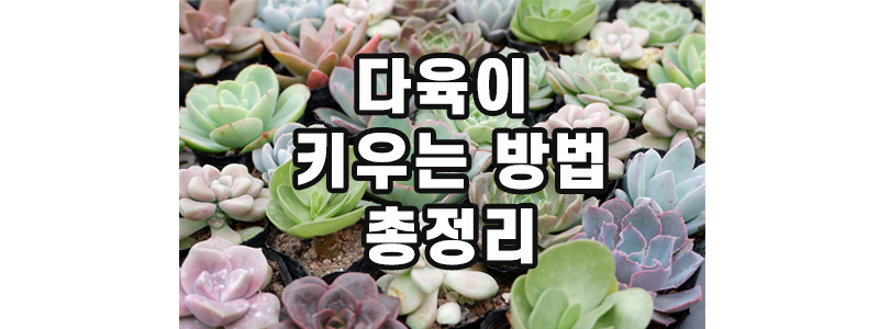 다육이 키우는 방법