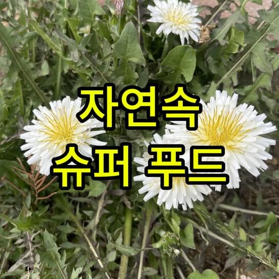 흰색-꽃