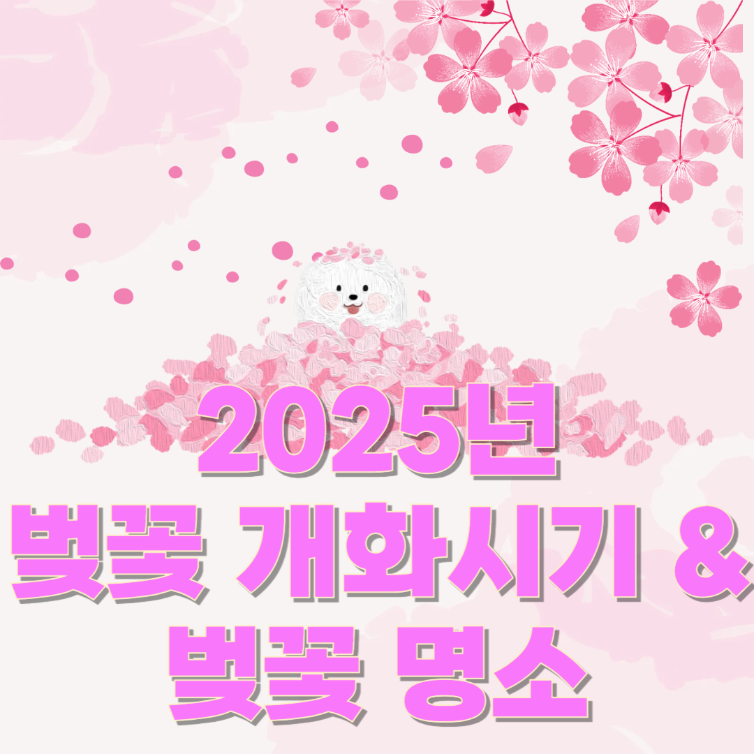 🌸 2025년 국내 벚꽃 개화 시기 및 벚꽃 명소 총정리