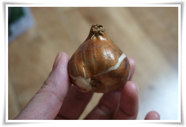 "튤립" 매력적인 봄의 대표적인 꽃, 튤립의 매력!