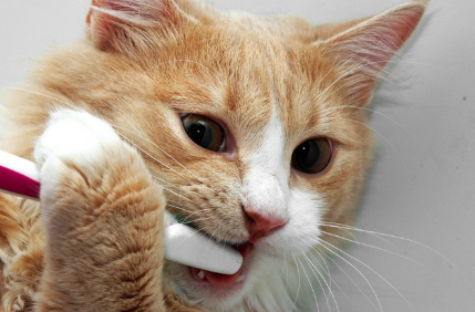 칫솔을 씹는 고양이.