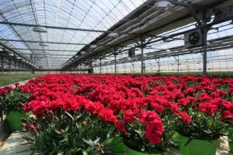 카네이션 재배 삽목 번식 거름 주기 연중 개화_12