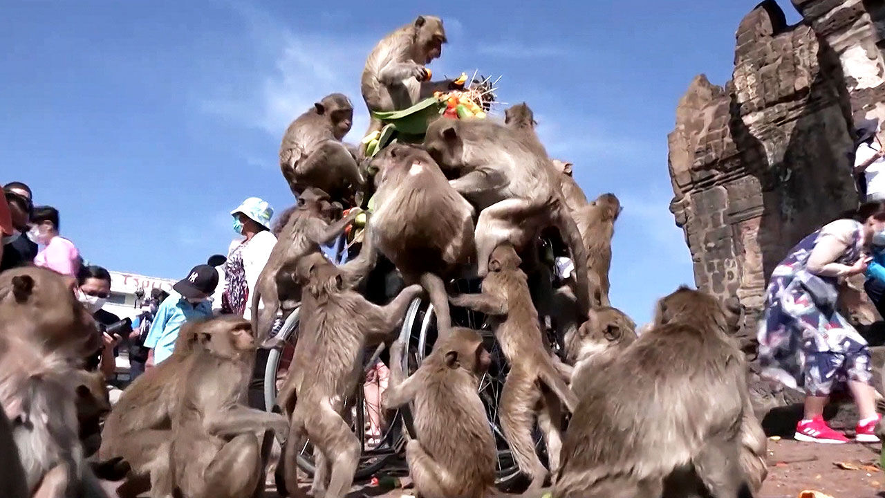 롭부리 원숭이 축제(Monkey Festival)'