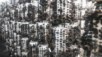 목이버섯 재배 원목 재배 수분 관리 위생 관리_3