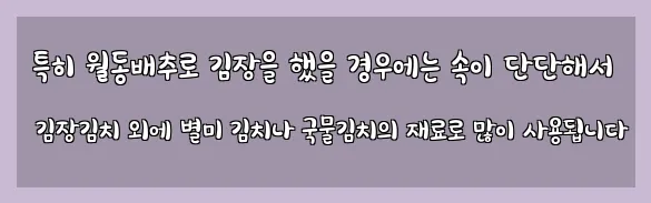  특히 월동배추로 김장을 했을 경우에는 속이 단단해서 김장김치 외에 별미 김치나 국물김치의 재료로 많이 사용됩니다