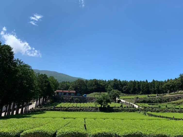 제주도 서귀다원