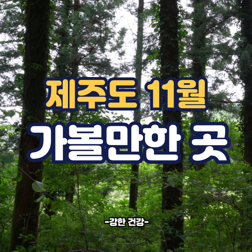 제주도 11월 가볼만한곳