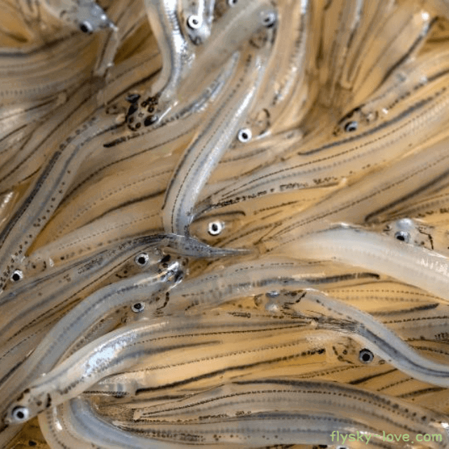 칼슘이 풍부한 뱅어 효능 영양성분에 대해