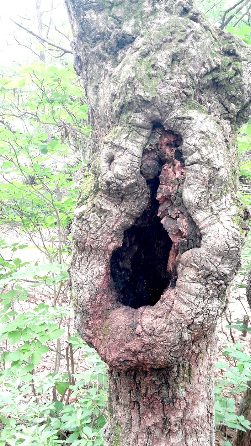 북한산둘레길 도봉옛길