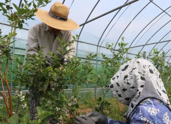 오늘N 2507회 수상한 가족 대구 군위군 딸기 블루베리 주문방법 황후농장 체험문의 왕비로 왔다가 무수리가 된 아내 귀농부부 이야기