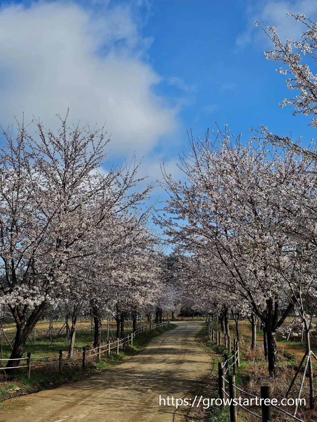 인천 연수구 봉재산 벚꽃