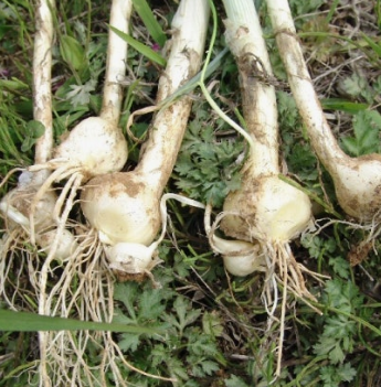 달래 효능 부작용 뿌리 고르는법