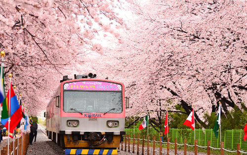 벚꽃 개화 시기