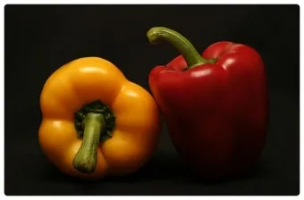 피망 재배 파종 시기 지주 설치 통풍 확보 병해 예방_8