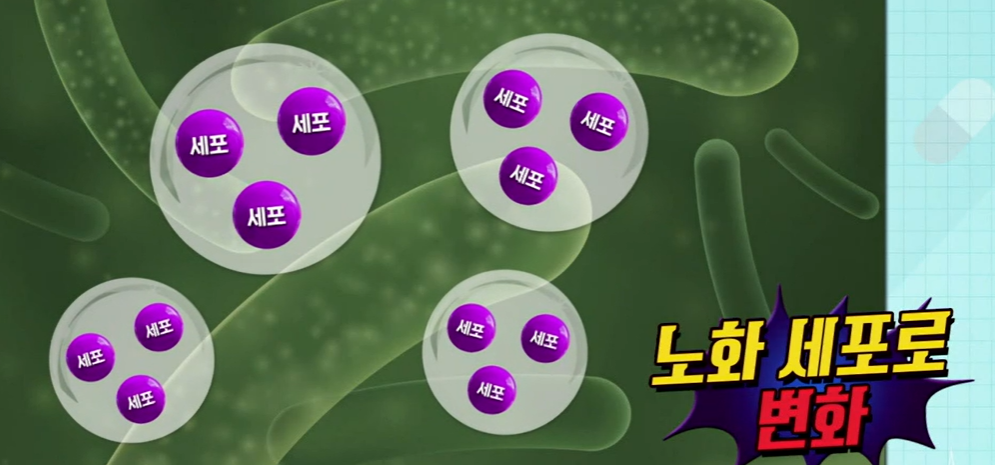 산양유 단백질 효능