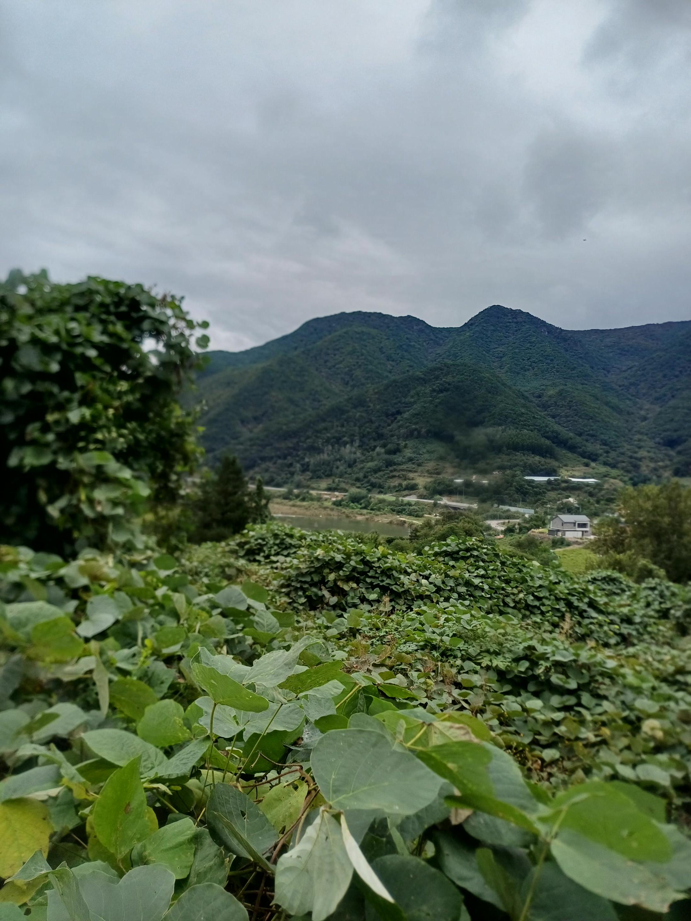 팔괴리 현장 녹지와 배후 산세