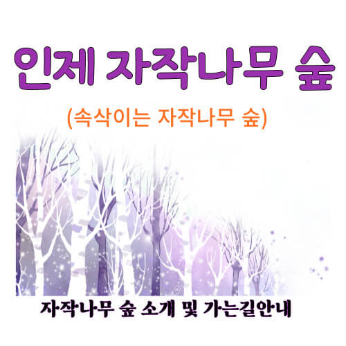 인제자작나무 숲 안내