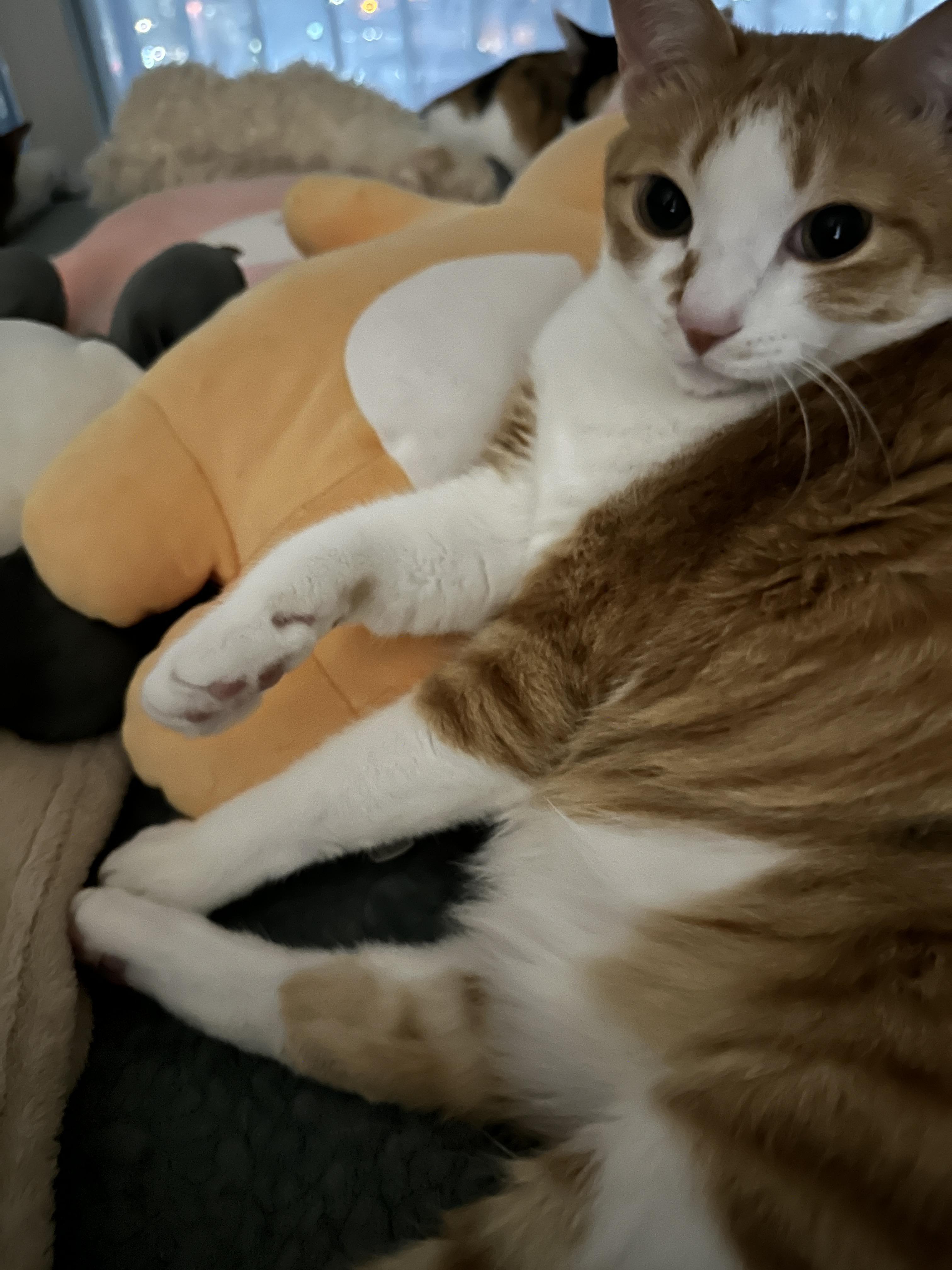 고개_돌려서_엄마랑_아이컨택하는_치즈냥이_호야