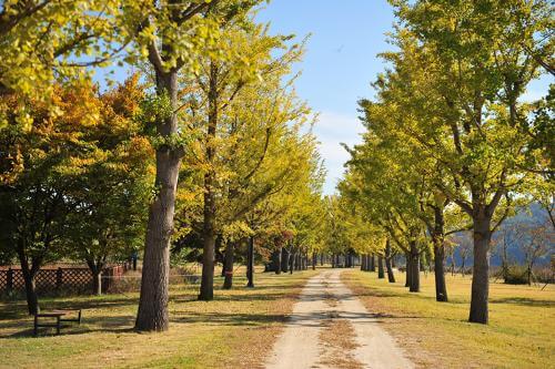 경기도 여주시 강천섬