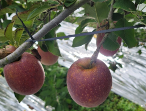 따봄농장문경사과