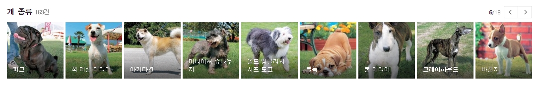 퍼그와 불독 및 그레이하운드의 서로 다른 매력이 돋보이는 사진