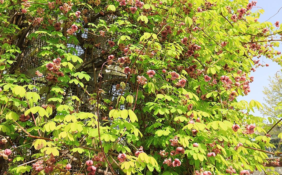 서울숲 튤립 축제