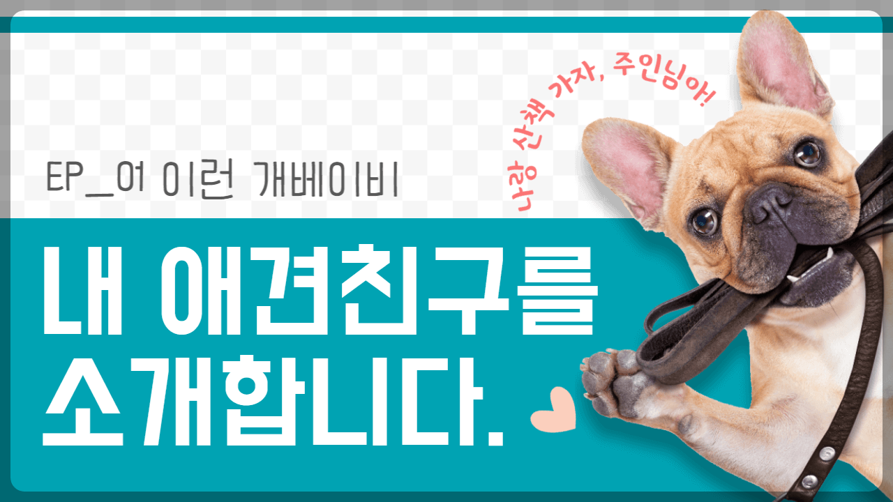 애견산책어플