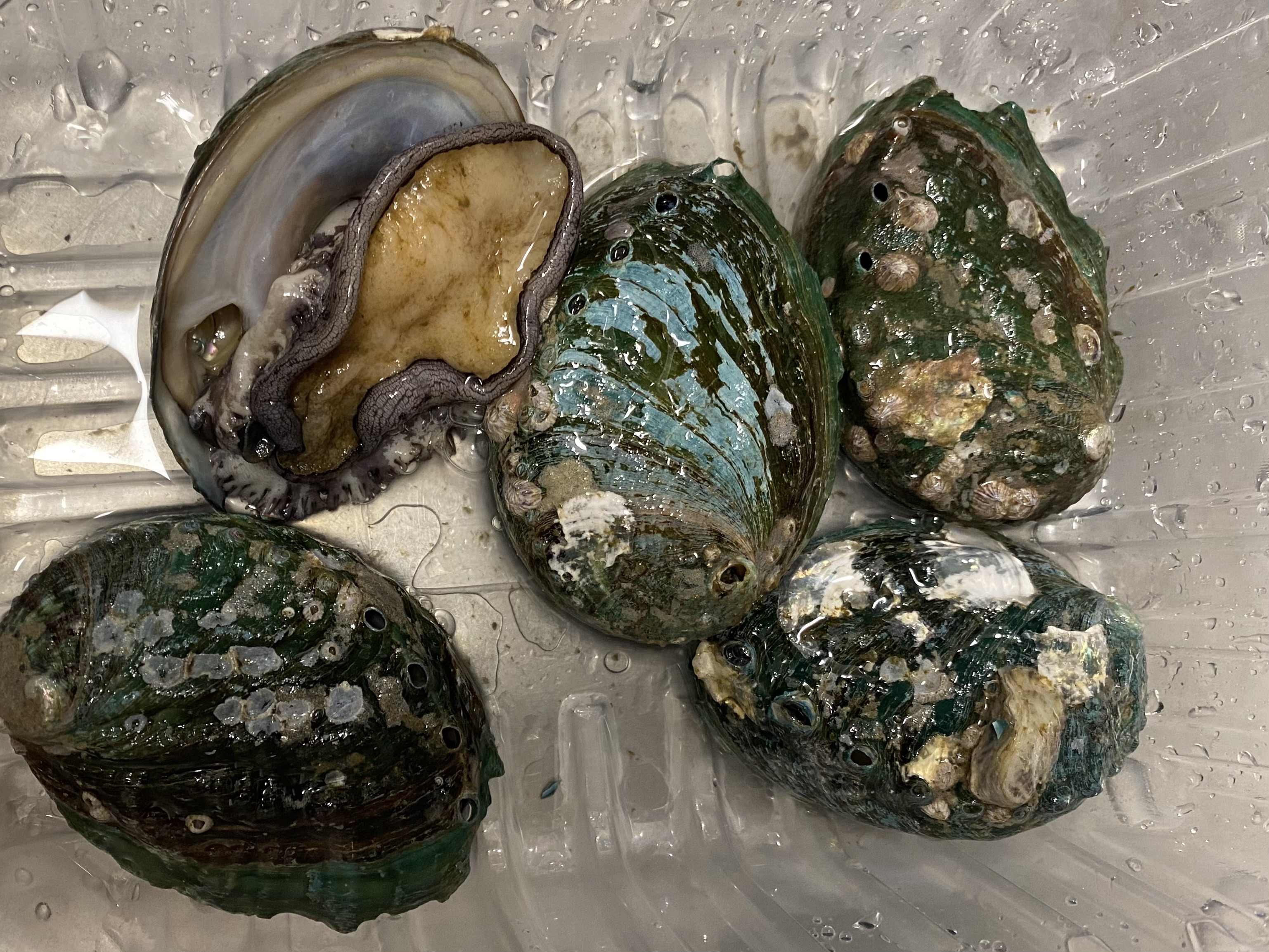 오아시스마켓에서 산 전복