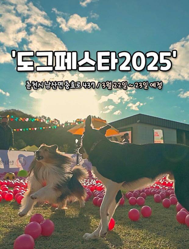 2025 국제 강아지의 날 뜻과 기원, 행사까지