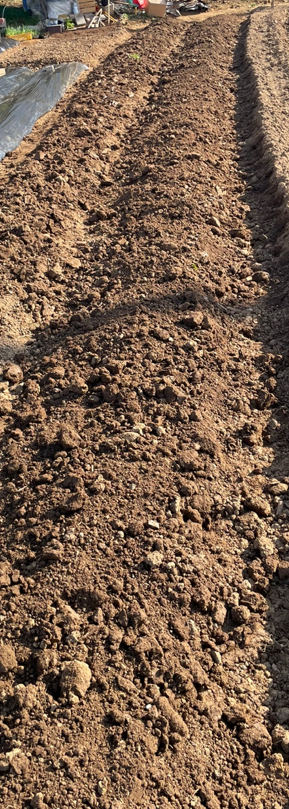 밭 갈아엎은 후