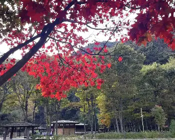 문경 사과축제_3