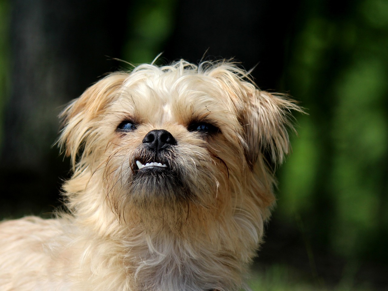 브뤼셀 그리폰(Brussels Griffon)4