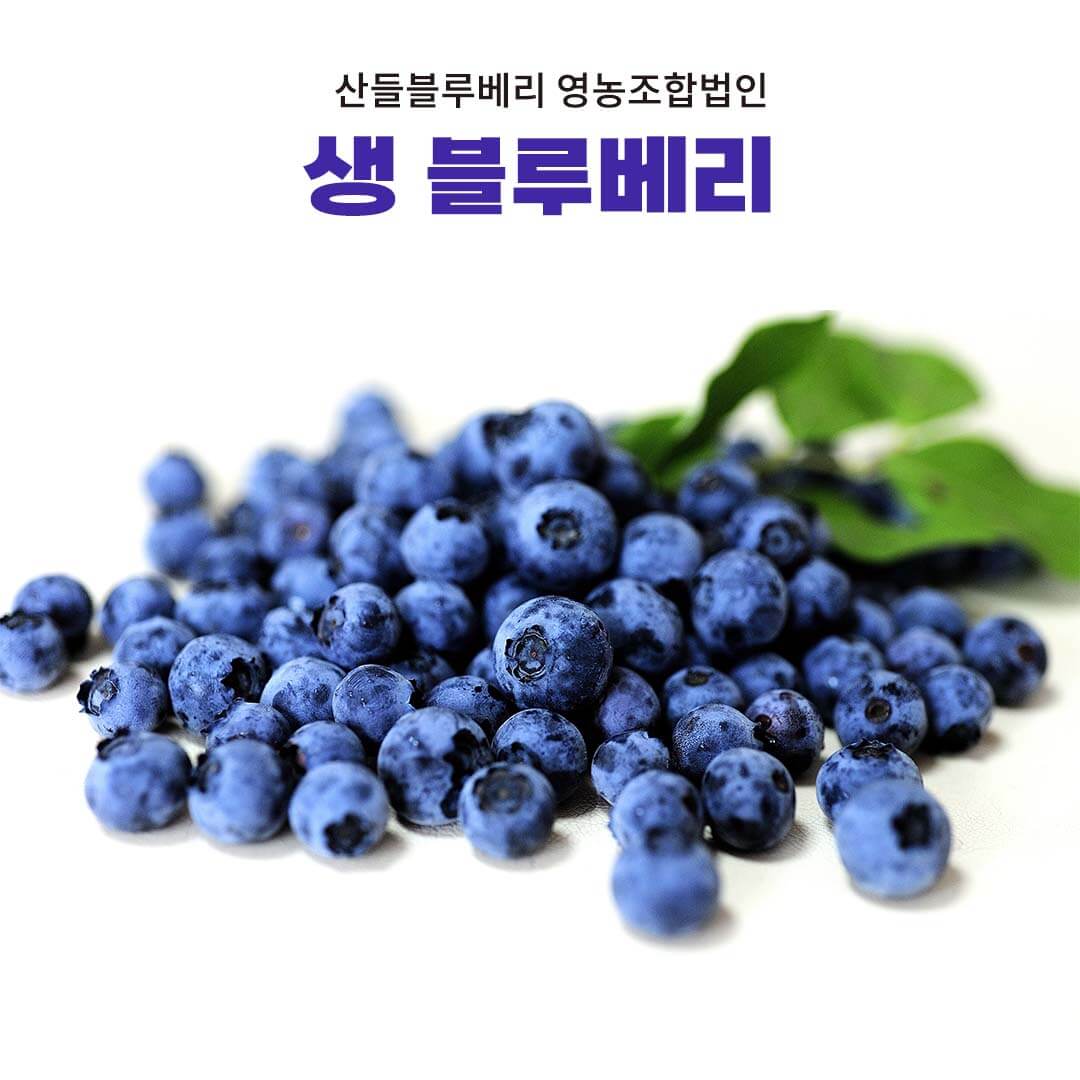 생생정보 2314회 수확의 달인 고성 블루베리 산들블루베리 주문방법