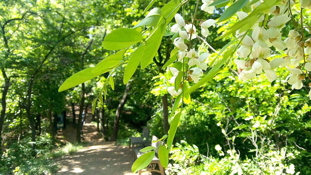 봉산·앵봉산