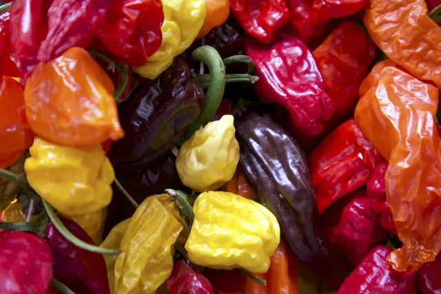 페페로미아 키우기 물주기 분갈이 빛관리 작고 예쁜 실내식물_5