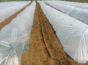 고추 재배 모종 고르기 지주 설치 시비 요령_11