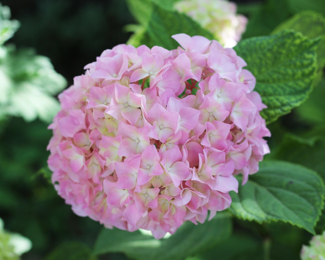 전국 수국 명소 총정리! 6월 인생샷 스팟 추천🌸