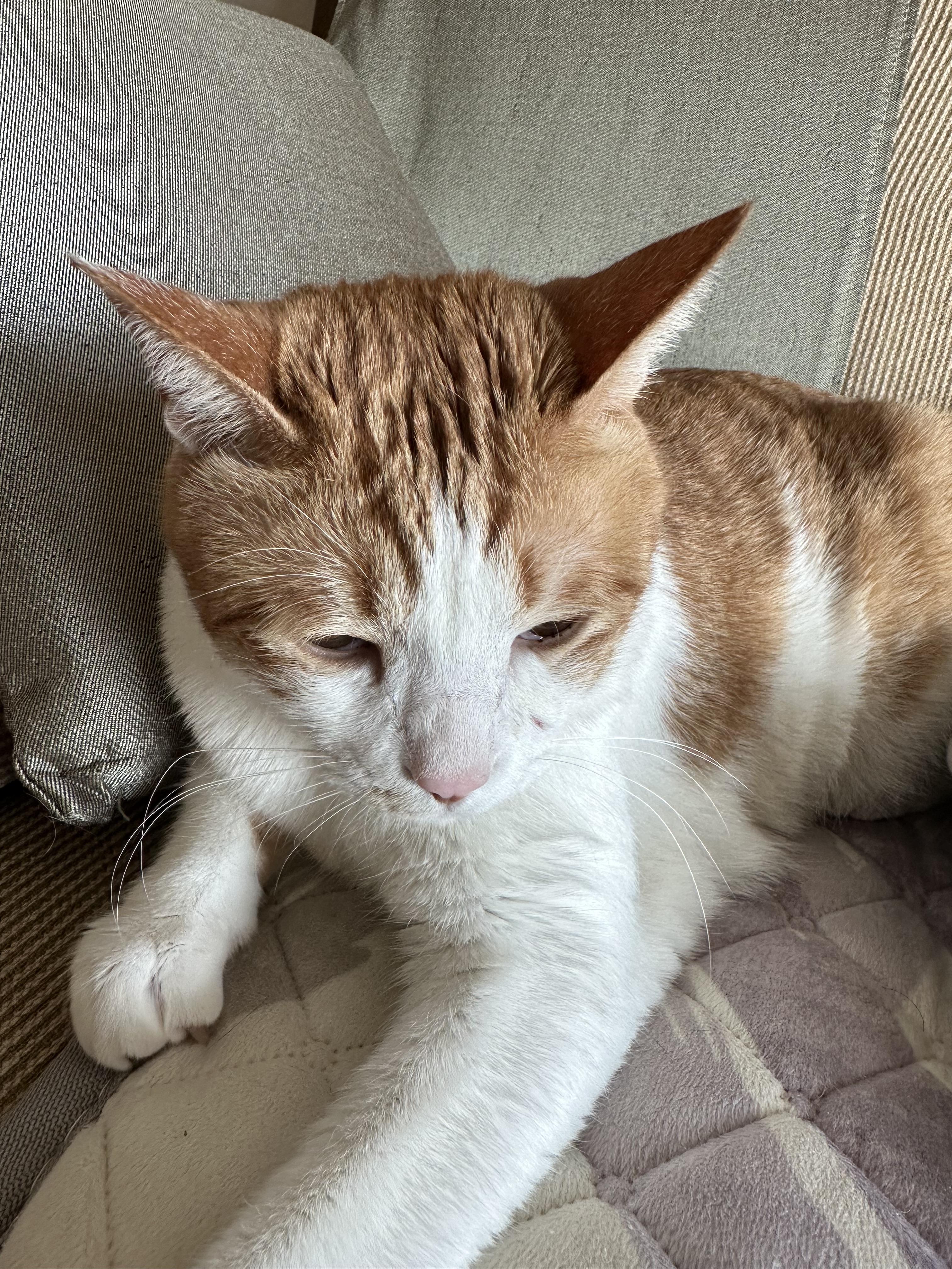 덤벙대다 상처난 막둥이 (feat. 아이폰사진VS갤럭시사진)