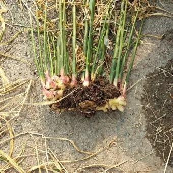 생강 재배 씨눈 맞추기 보온 피복 수확 건조_3