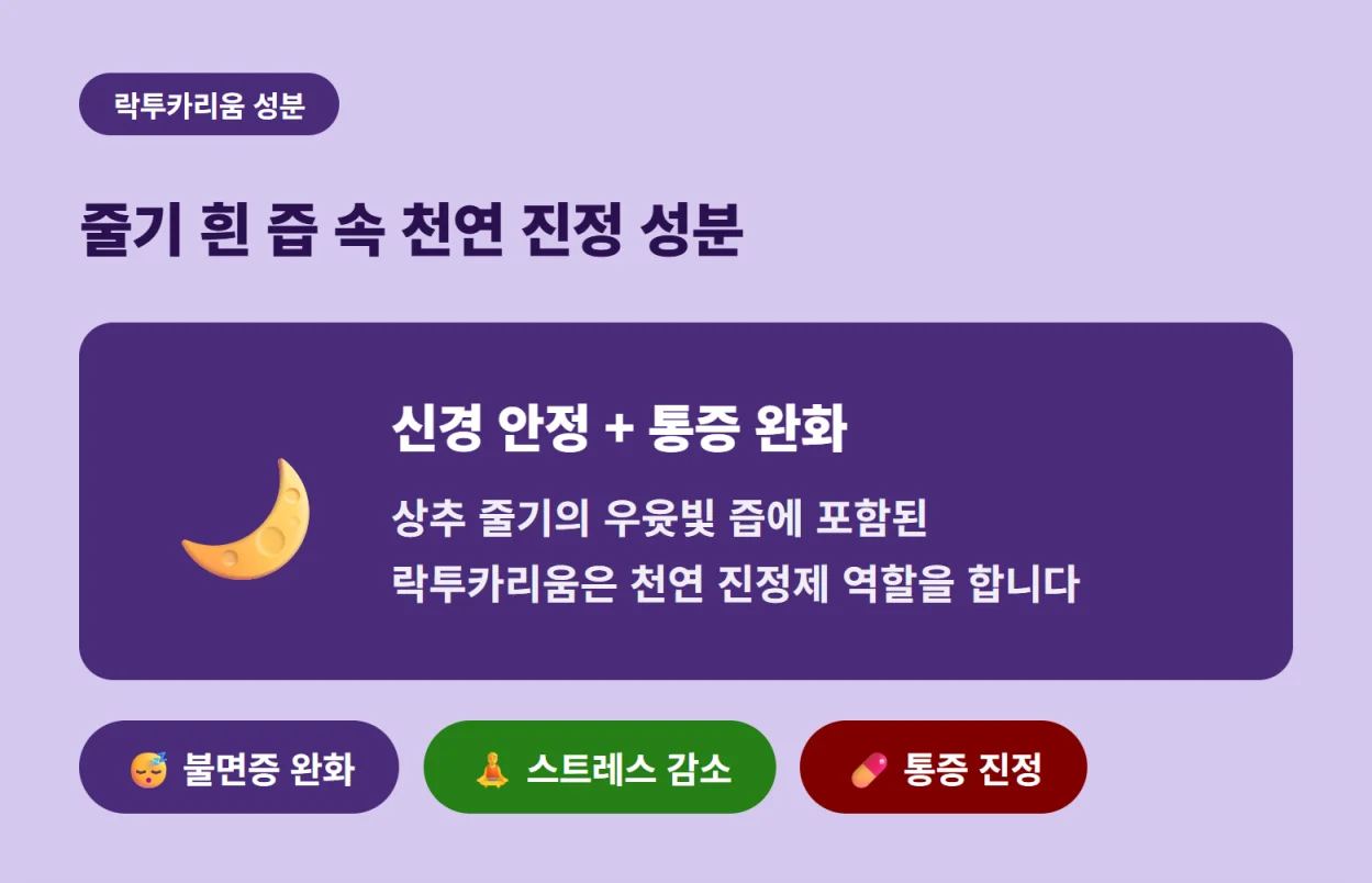 "상추 줄기 속 우윳빛 즙에 포함된 천연 진정 성분 락투카리움의 신경 안정 및 통증 완화 효능 설명"