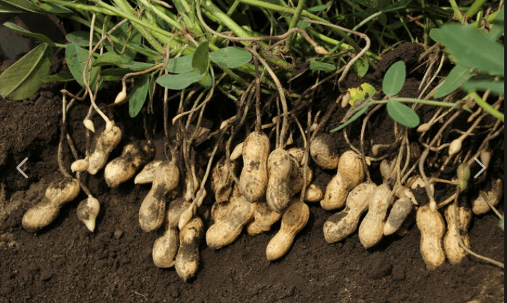 땅콩 심는 시기 수확 시기 효능 및 버터 만들기