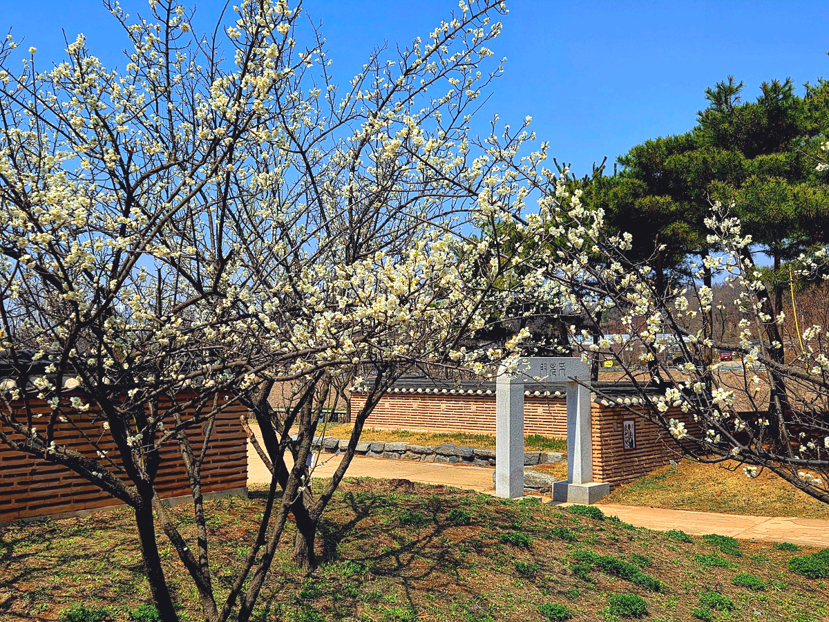 2025년 경인 아라뱃길 매화동산&amp;#44; 인천 매화마을: 주차&amp;#44; 먹거리