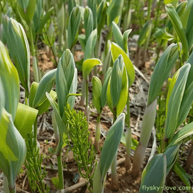 독특한 맛과 향이 있는 둥글레순