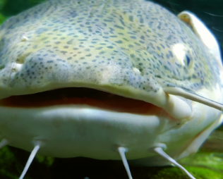 제사상 금기시 음식