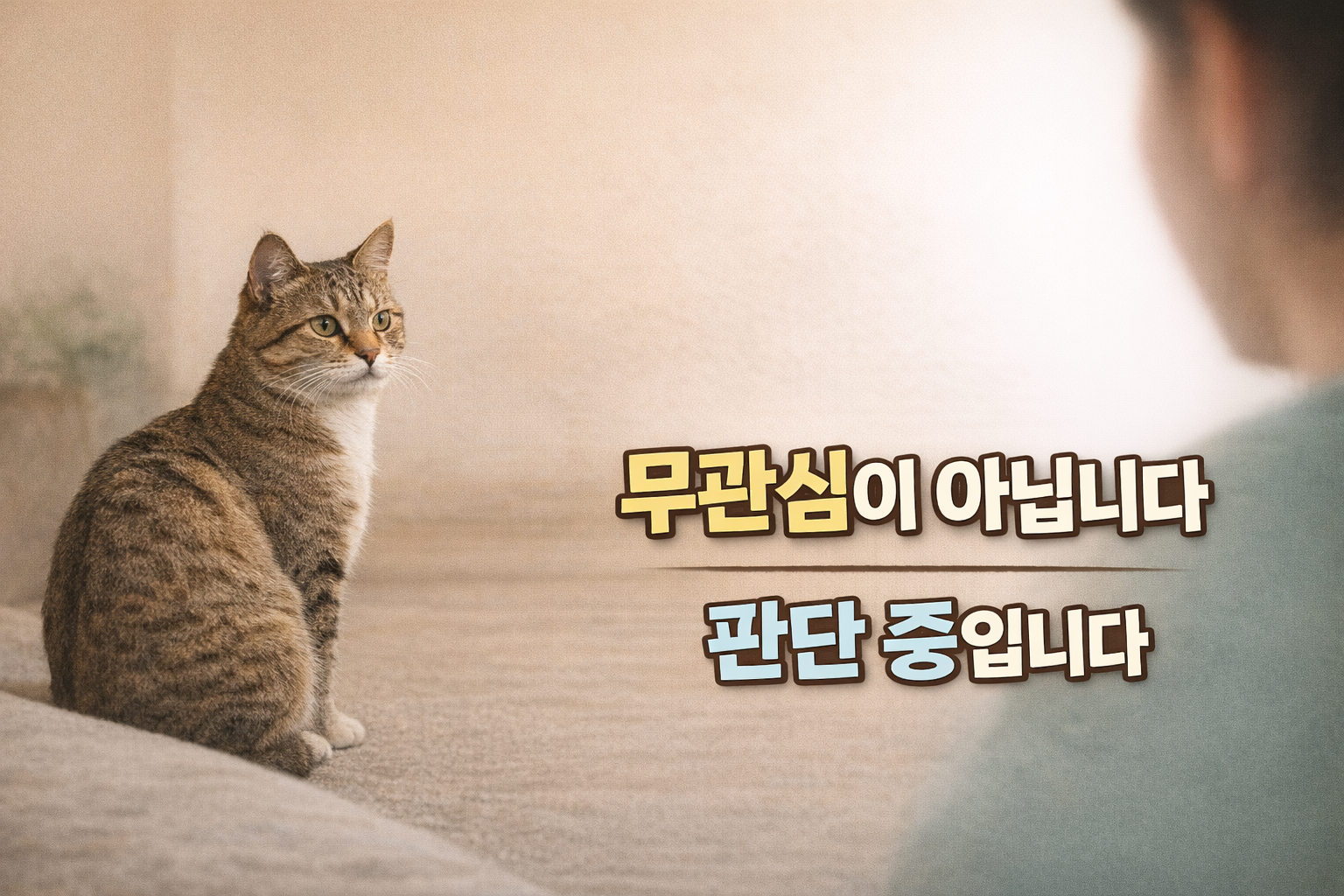 고양이가 보호자를 관찰만 하고 다가오지 않는 행동의 의미 / 관심이 없어서가 아니라, 판단 중이라는 신호입니다