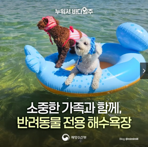 반려동물 전용 해수욕장이란?