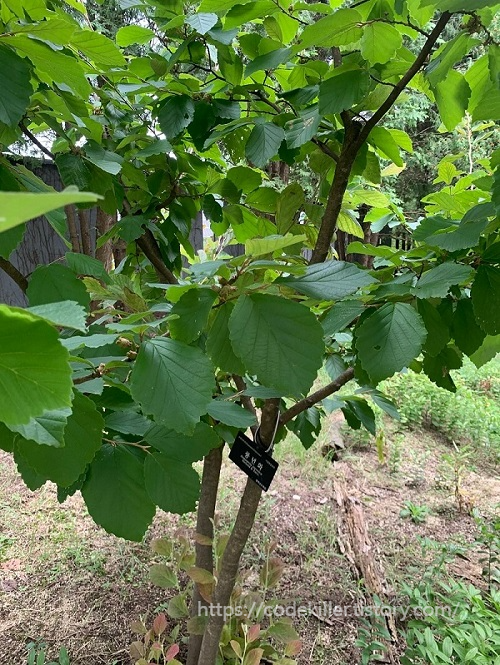 황학산 수목원 - 풍년화