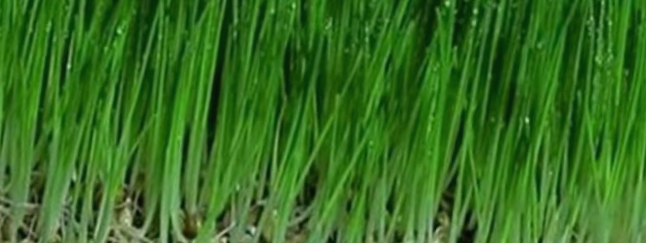 새싹보리-효능-간-기능-개선